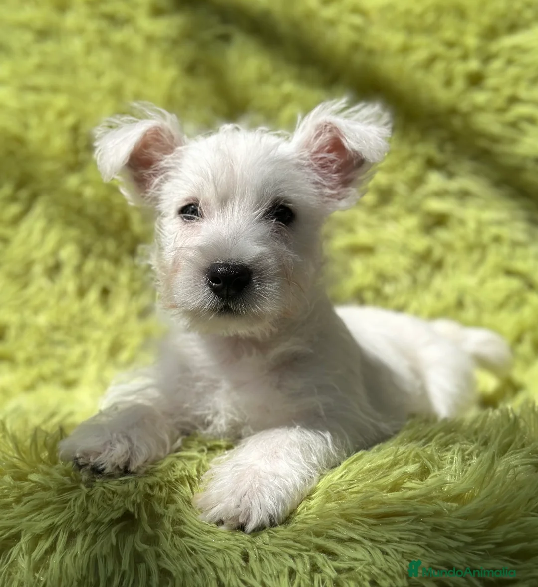 West Highland White Terrier perros en venta: WEST HIGHLAND WHITE TERRIER - Anuncio 1