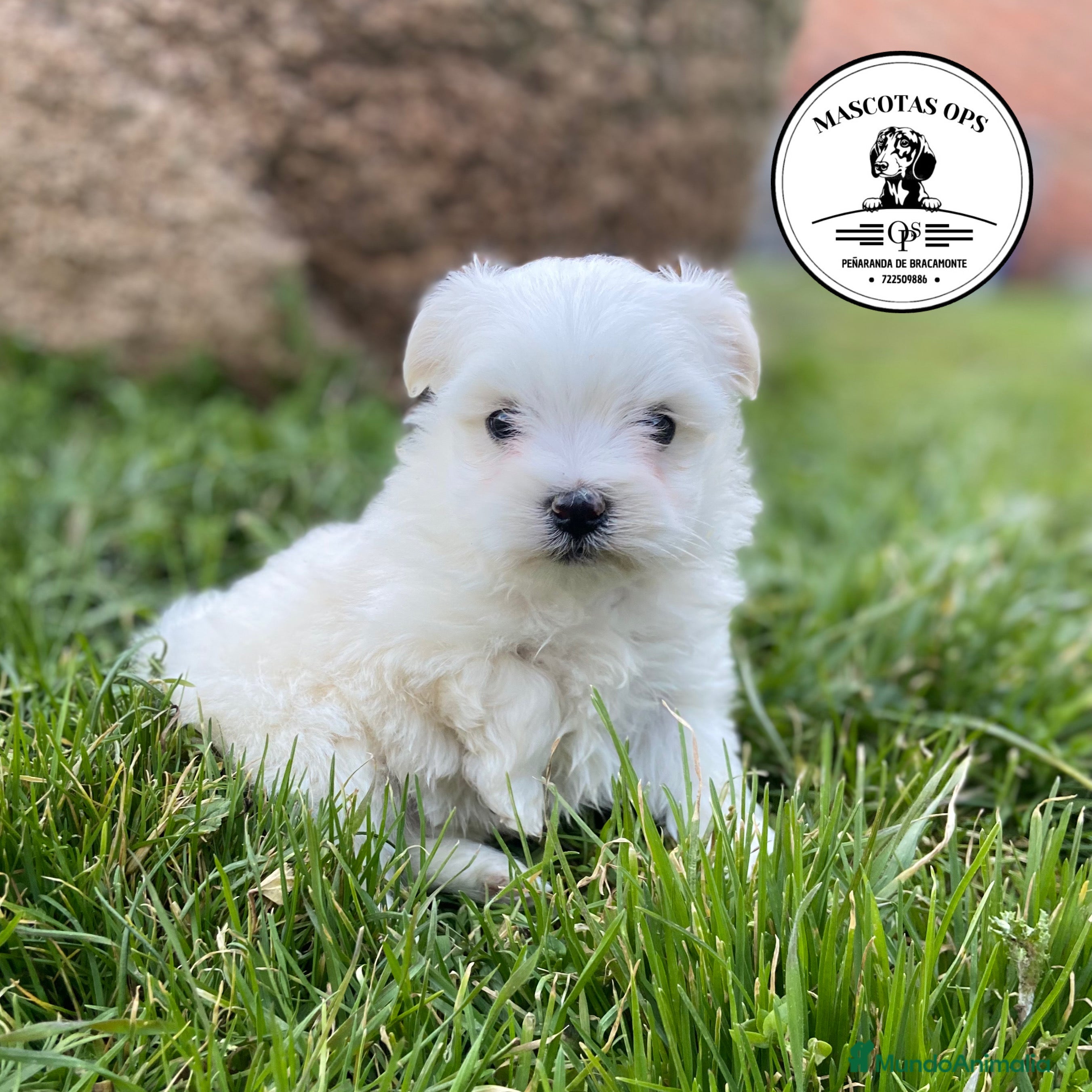 Bichón Maltés perros Bichón Maltés ¡¡PRECIOSA REAL!! en Salamanca - Anuncio 11