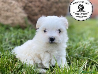 Bichón Maltés perros en Salamanca - Anuncio 8