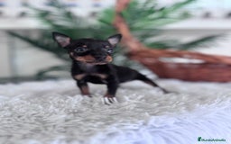 Pinscher Miniatura perros en venta: MINI PINSCHER MUNIATURA - Anuncio 1