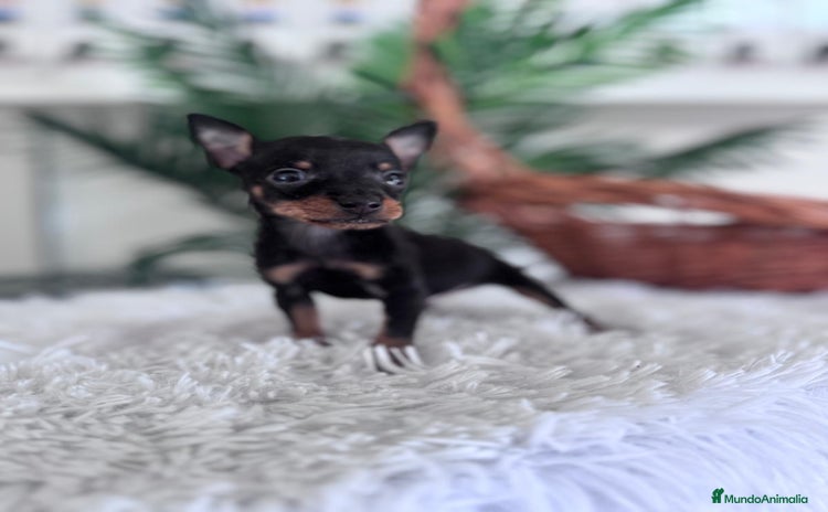 Pinscher Miniatura perros - Anuncio 1