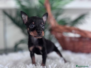 Pinscher Miniatura perros - Anuncio 1