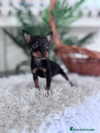 Pinscher Miniatura perros MINI PINSCHER MUNIATURA - Anuncio 1