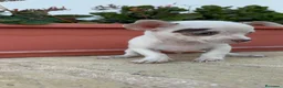 Chihuahua perros en venta: CHIHUAHUA MACHO  - Anuncio 12
