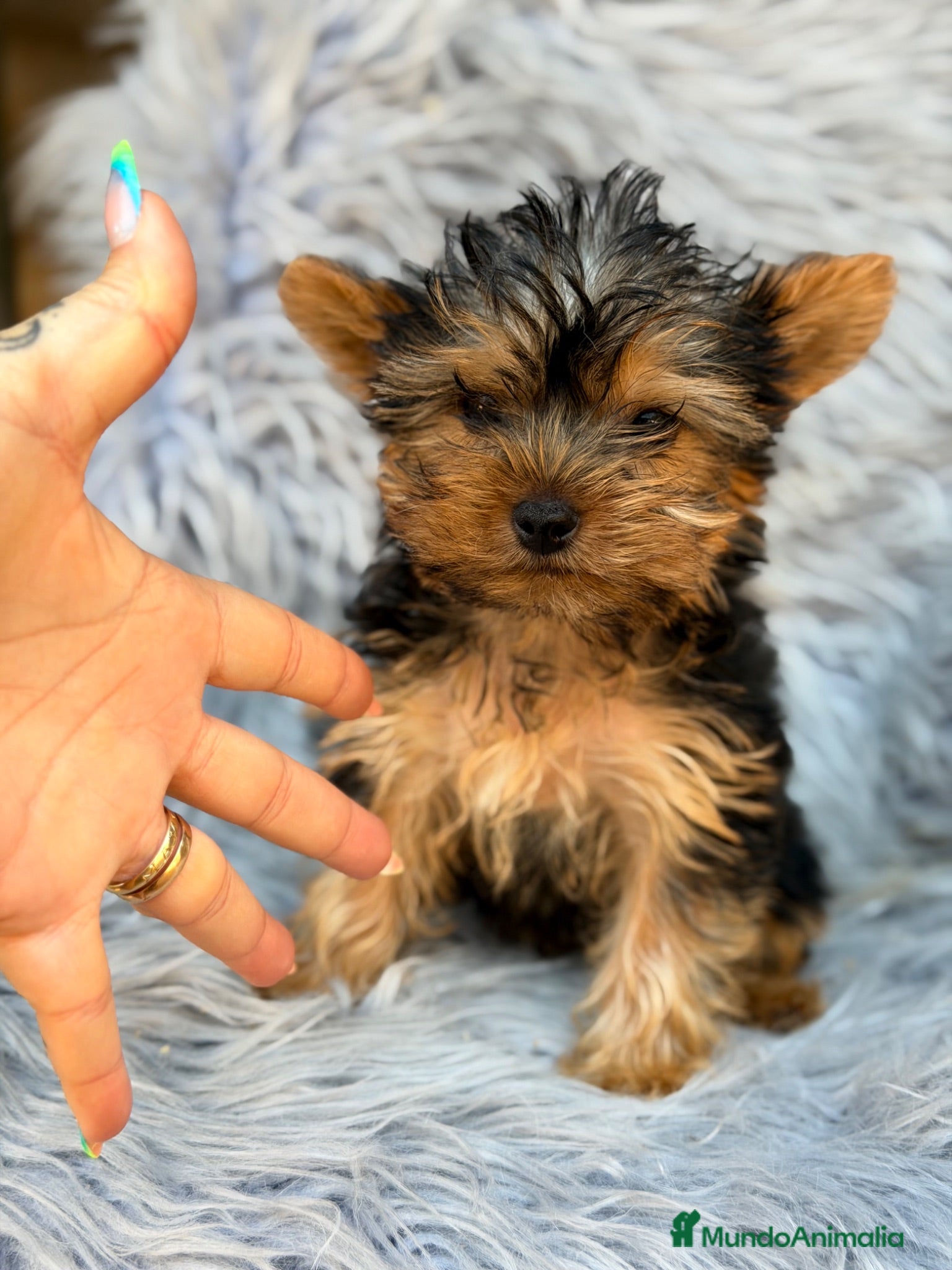 Yorkshire Terrier perros Yorkshire Toy macho  - Anuncio 1