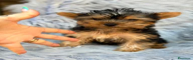 Yorkshire Terrier 2
