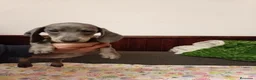 Teckel perros en venta: Teckel mini - Anuncio 2