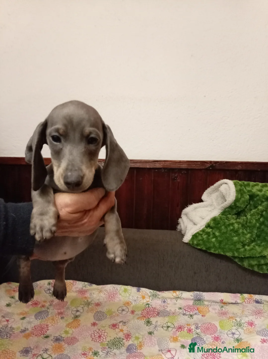 Teckel perros en venta: Teckel mini - Anuncio 2