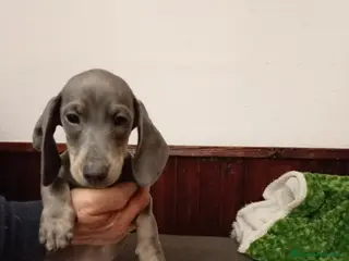 Teckel perros Teckel mini - Anuncio 1
