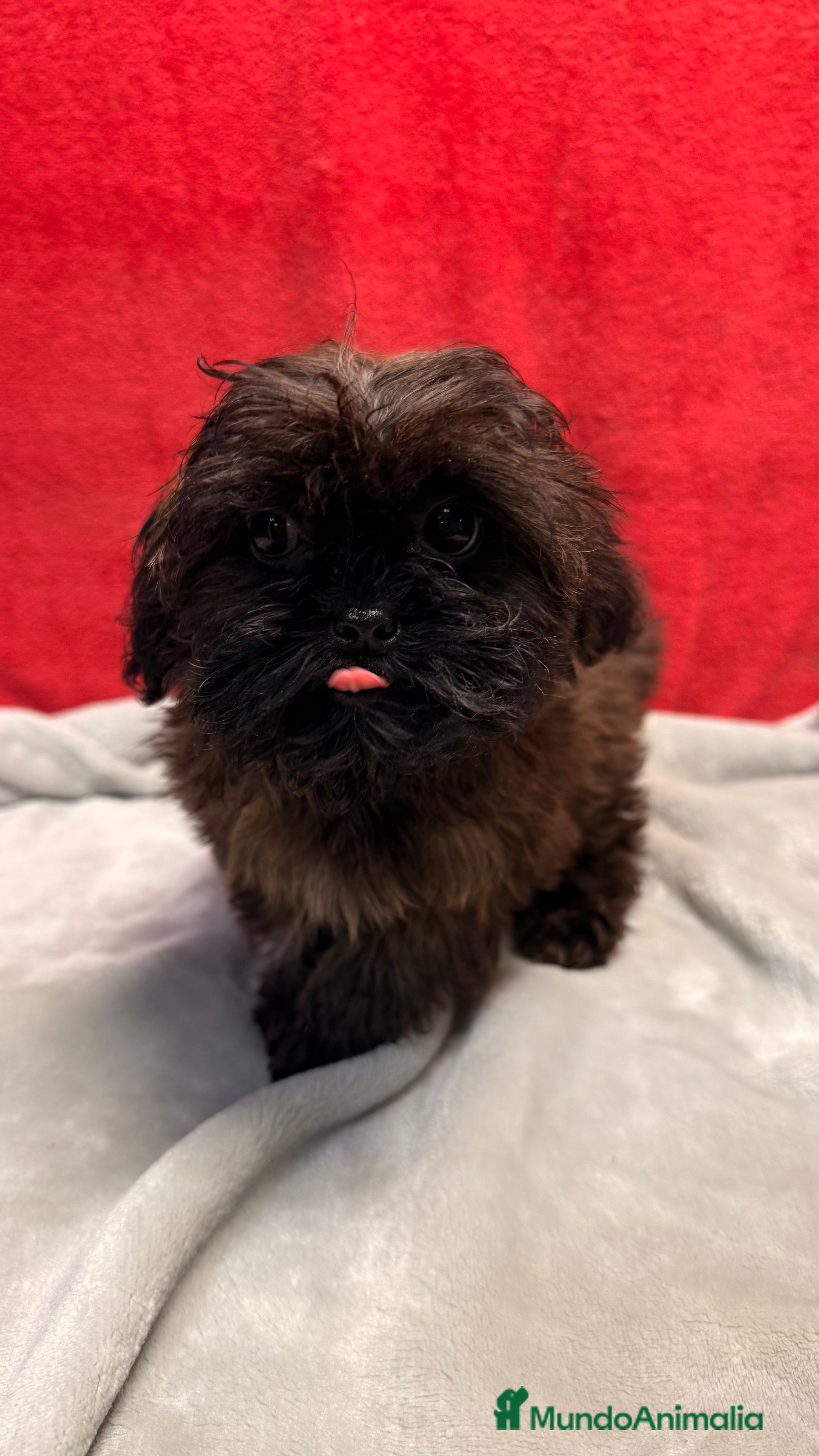 Shihpoo perros Monísima ShihPoo  - Anuncio 1