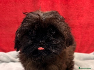 Shihpoo perros Monísima ShihPoo - Anuncio 1