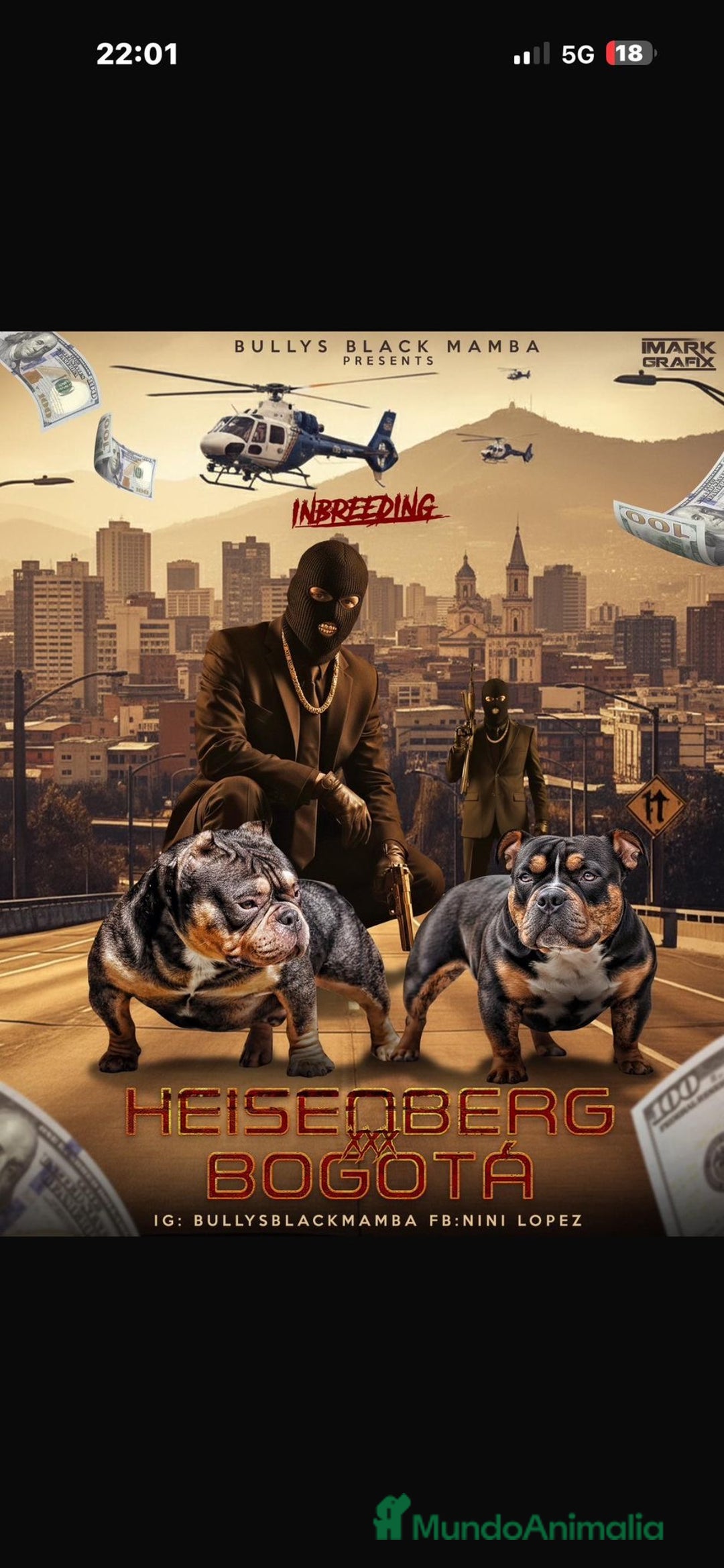 American Bully perros en venta: American Bully  - Anuncio 2