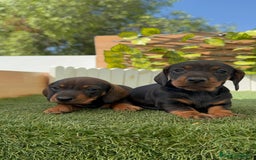 Teckel Miniatura perros en venta: TECKEL. MINIATURA - Imagen 17