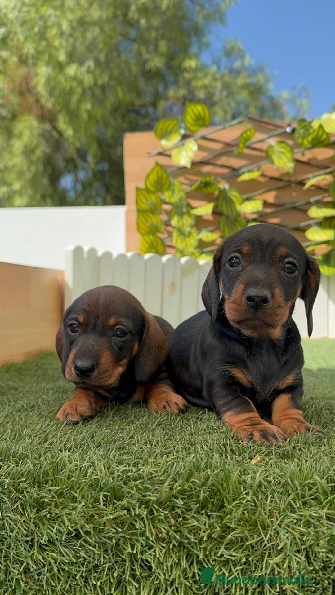 Teckel Miniatura perros en venta: TECKEL. MINIATURA - Imagen 17