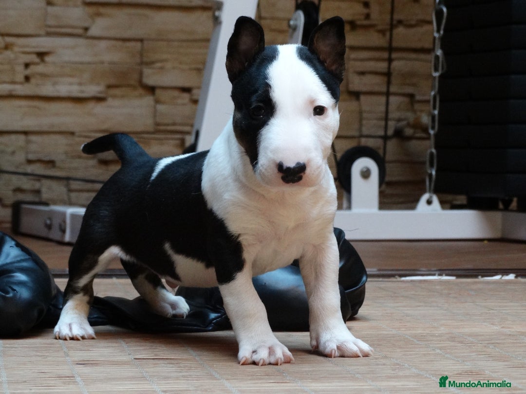 Bull Terrier perros en venta: BULL TERRIER MINIATURA - Anuncio 1