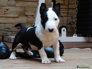 Bull Terrier perros BULL TERRIER MINIATURA - Anuncio 1