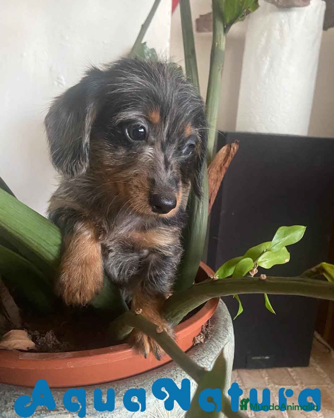 Teckel Miniatura perros en venta: Teckel Hembra Pelo Largo 1995 AQUANATURA - Anuncio 1