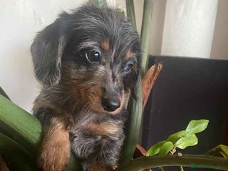 Teckel Miniatura perros Teckel Hembra Pelo Largo 1995 AQUANATURA - Anuncio 10