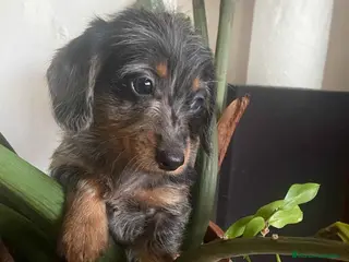 Teckel Miniatura perros Teckel Hembra Pelo Largo 1995 AQUANATURA - Anuncio 22