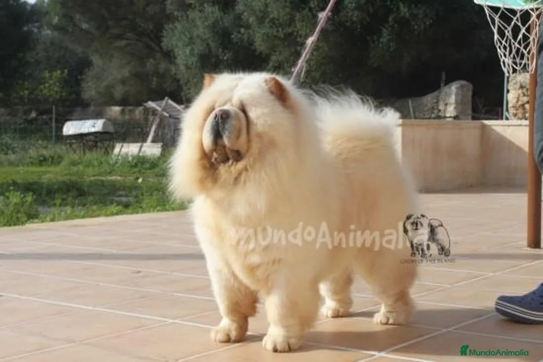 Imagen de galería {{count}}