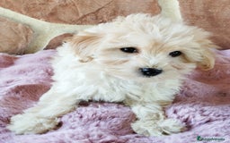 Maltipoo perros en venta: MALTIPOO  - Imagen 3