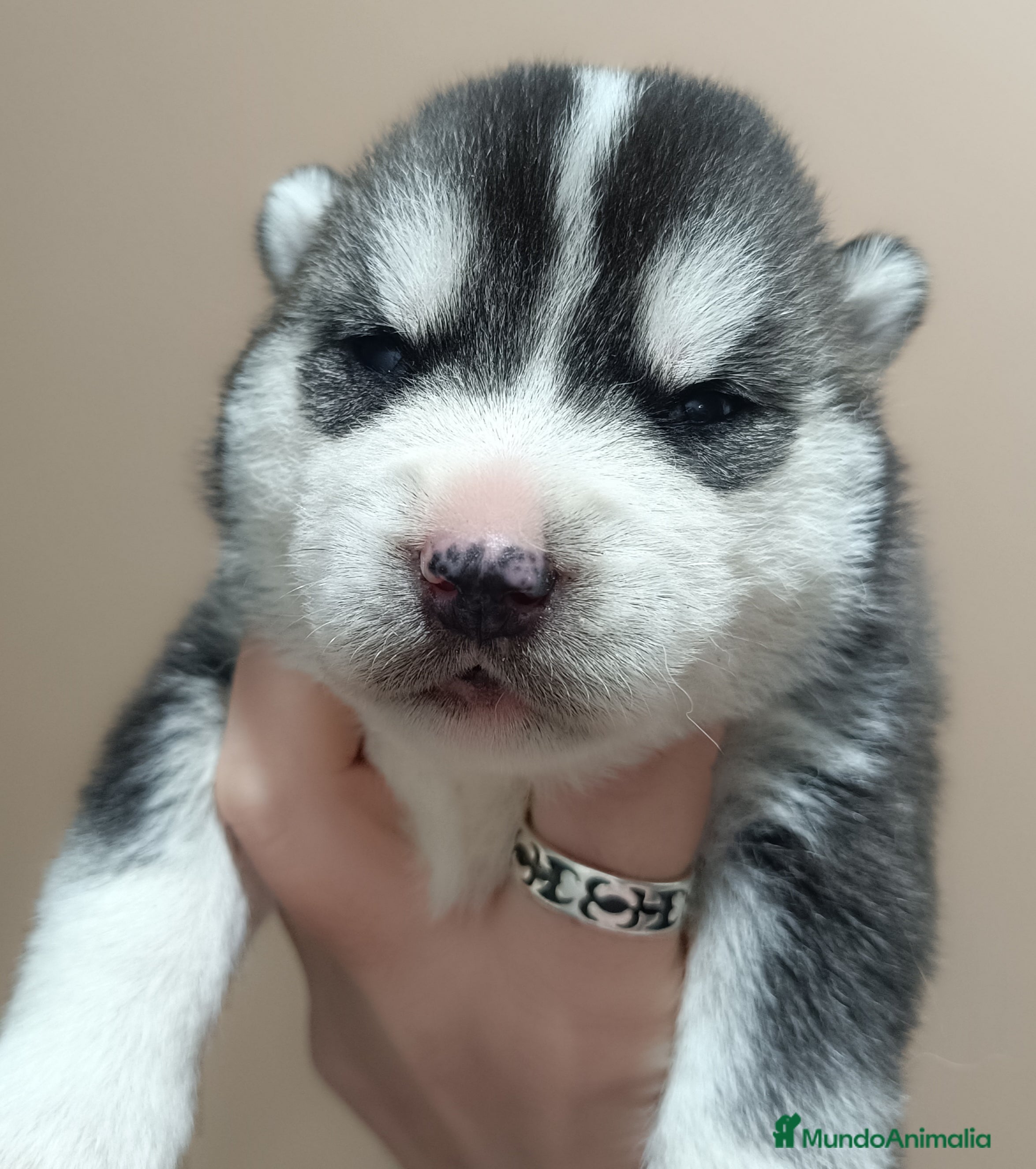 Husky Siberiano perros Husky siberiano camada - Anuncio 1