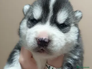 Husky Siberiano perros Husky siberiano camada - Anuncio 22