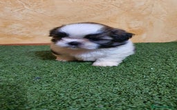 Shih Tzu perros en venta: Shih tzu Macho Disponible  - Imagen 9