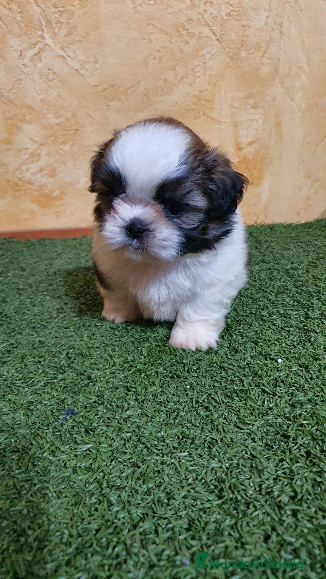 Shih Tzu perros en venta: Shih tzu Macho Disponible  - Imagen 9