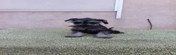 Schnauzer Miniatura perros en venta: Schnauzer miniatura - Anuncio 4