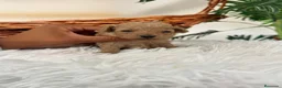 Caniche Toy perros en venta: CANICHE TOY HEMBRA - Anuncio 5
