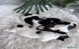 Yorkshire Terrier perros en venta: YORKSHIRE BIEWER HEMBRAS - Anuncio 9