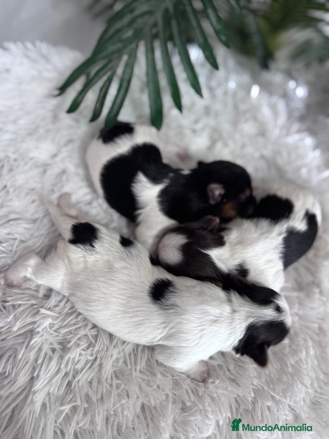 Yorkshire Terrier perros en venta: YORKSHIRE BIEWER HEMBRAS - Anuncio 9