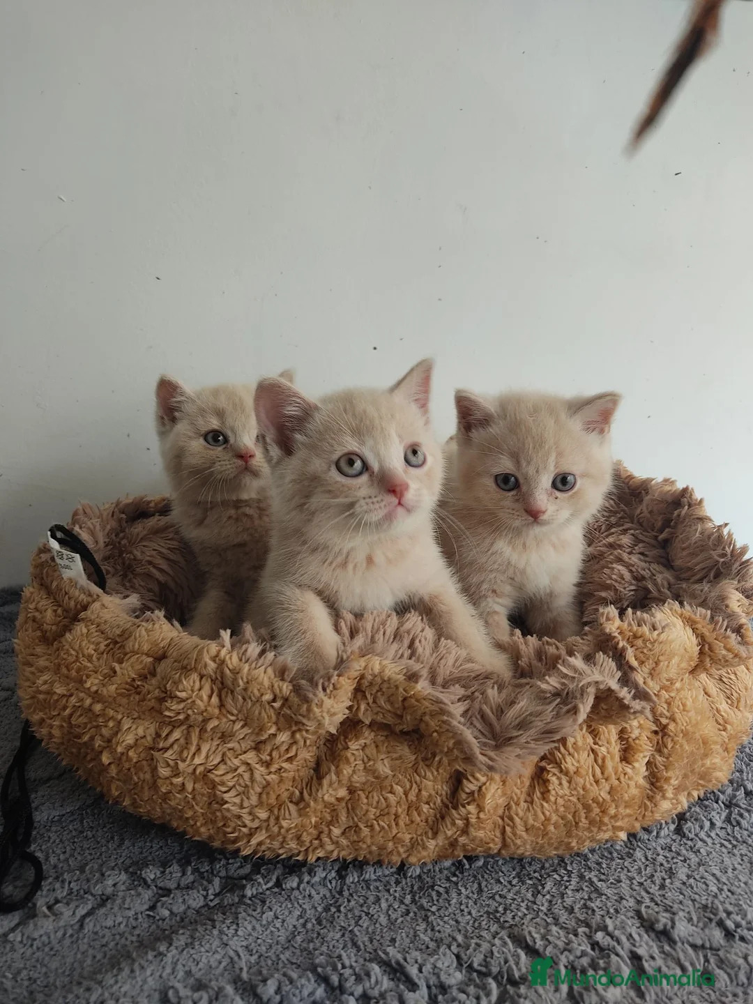 Británico de Pelo Corto gatos en venta: British shorthair  - Anuncio 2