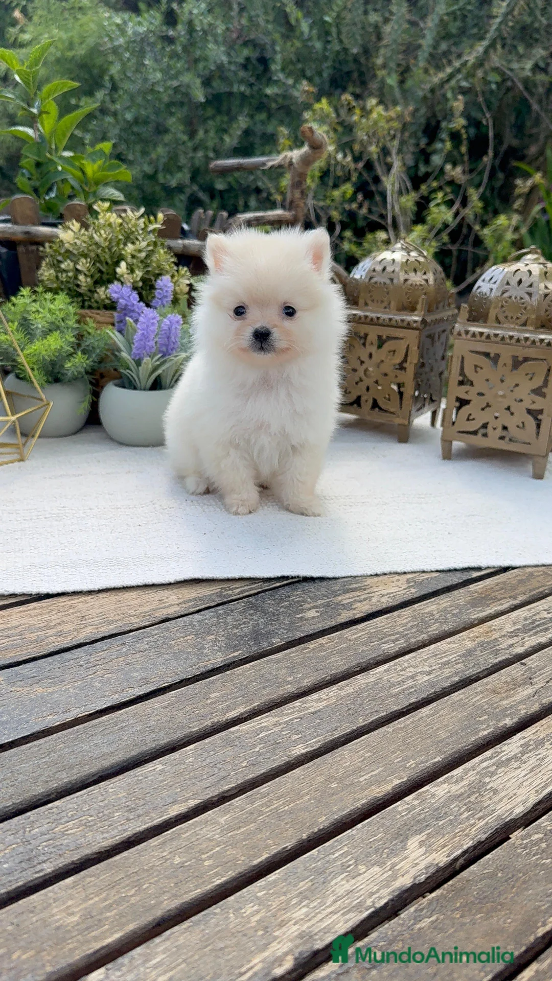 Pomerania perros en venta: Pomerania Toy macho línea americana muy pequeño - Anuncio 1
