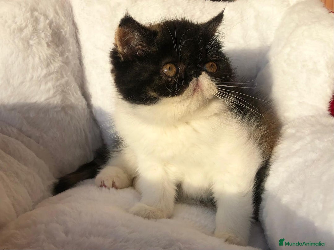 Persa gatos en venta: GATITA PERSA EXÓTICA - Anuncio 2