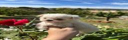 Bichón Maltés perros en venta: Bichon maltés toy - Anuncio 8