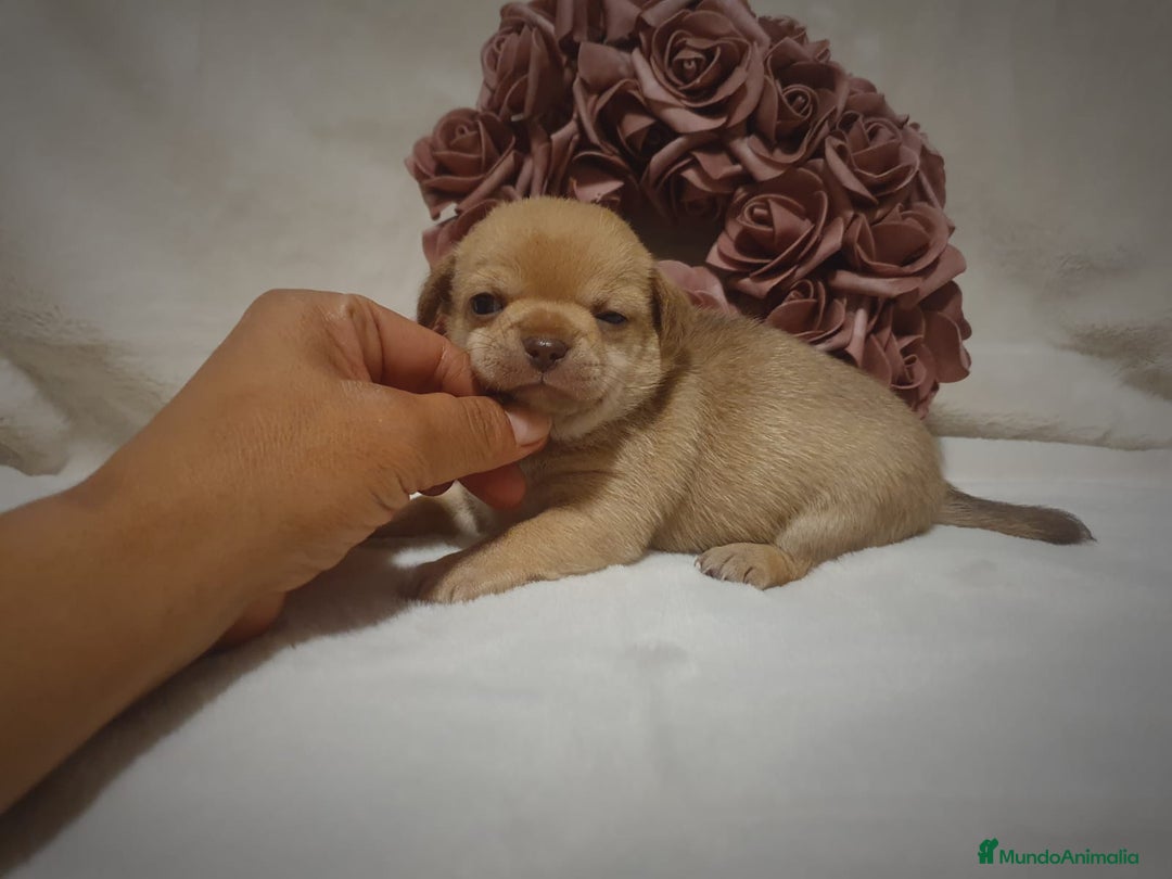 Chihuahua perros en venta: Chiguagua - Imagen 13