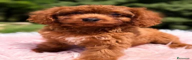 Cavapoo Cachorro 1