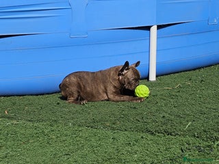 Bulldog Francés perros - Anuncio 12