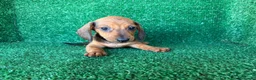 Teckel Miniatura perros en venta: teckel miniatura - Anuncio 3