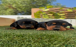 Teckel Miniatura perros en venta: TECKEL MINIATURA - Imagen 11