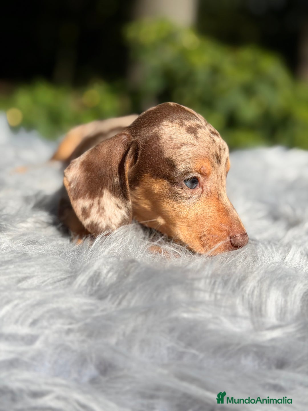 Teckel Miniatura perros en venta: Teckel Arlequin chocolate  - Anuncio 2