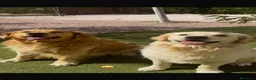 Golden Retriever perros en venta: camada golden retriever - Anuncio 2