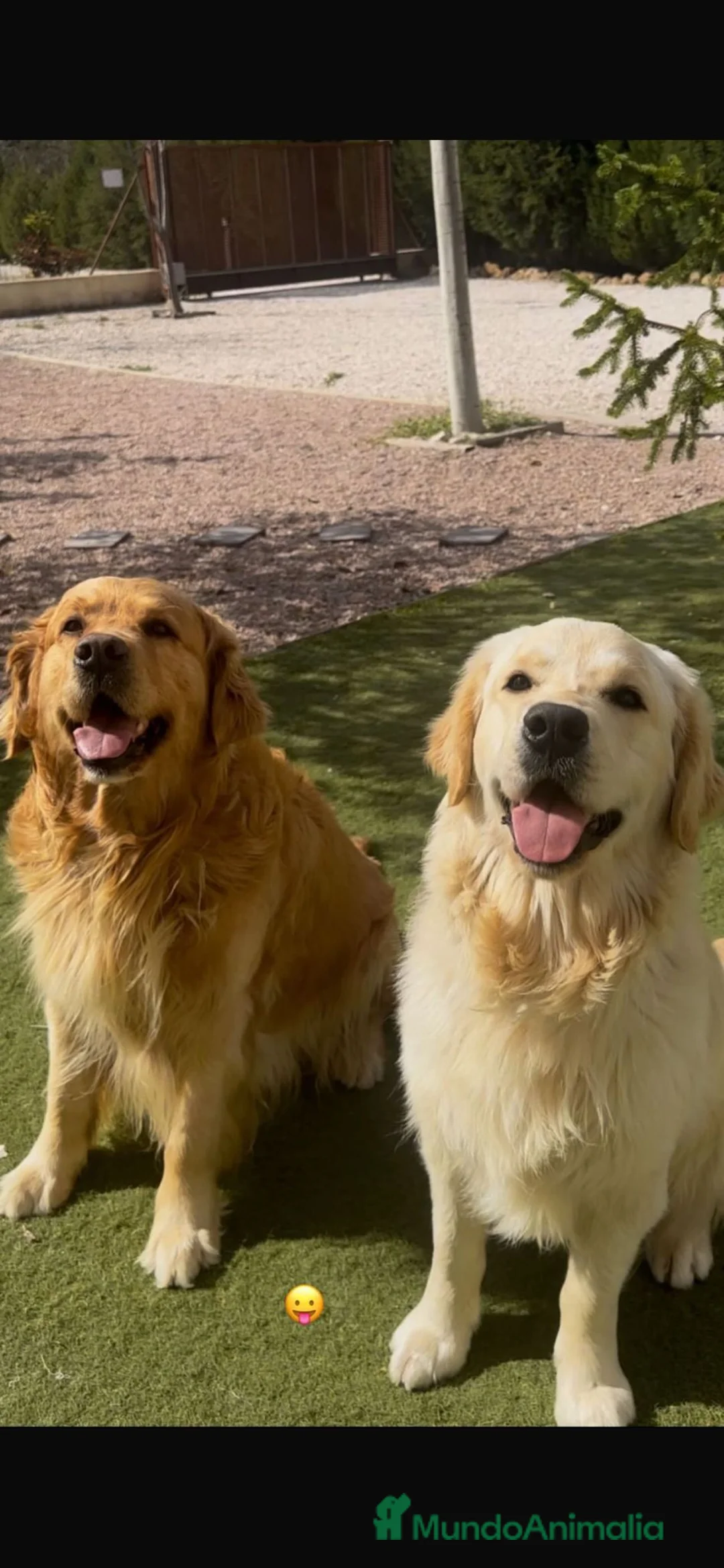 Golden Retriever perros en venta: camada golden retriever - Anuncio 2