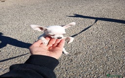 Chihuahua perros en venta: Chihuahua  - Anuncio 1