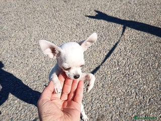 Chihuahua perros Chihuahua - Anuncio 4