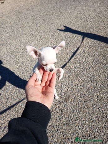 Chihuahua perros Chihuahua - Anuncio 3