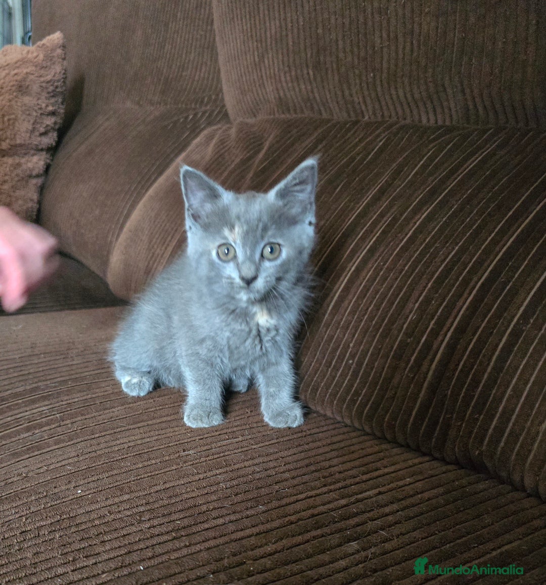 Británico de Pelo Corto gatos en venta: Gatcot.com - Imagen 5