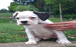 Boxer perros en venta: BOXER BLANCO - Imagen 2